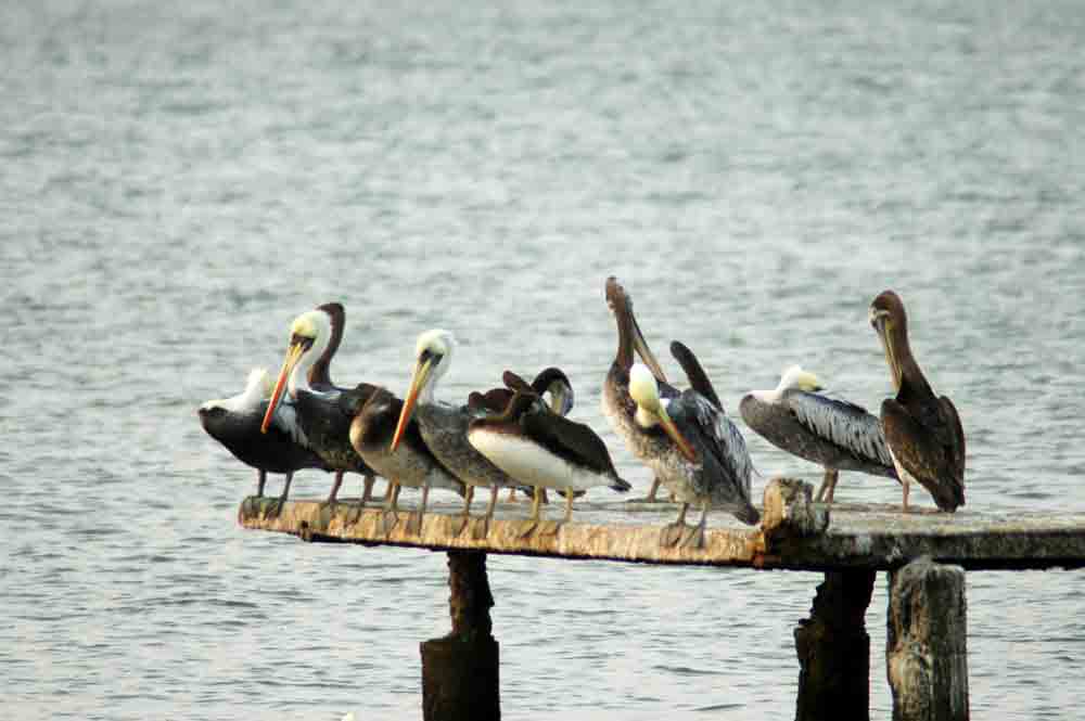 Pelícano - Paracas - Perú 2.jpg